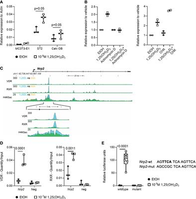 Neuropilin 2 in osteoblasts regulates trabecular bone mass in male mice